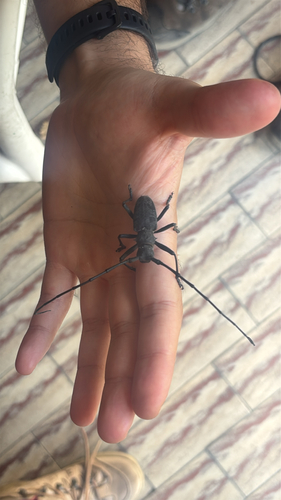 Morimus asper