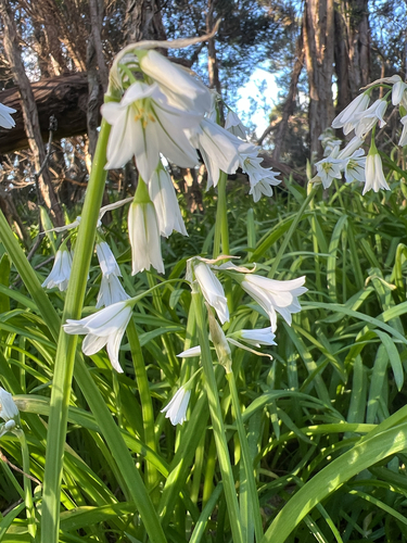 Three-cornered garlic