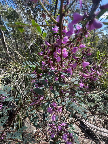 Australian Indigo