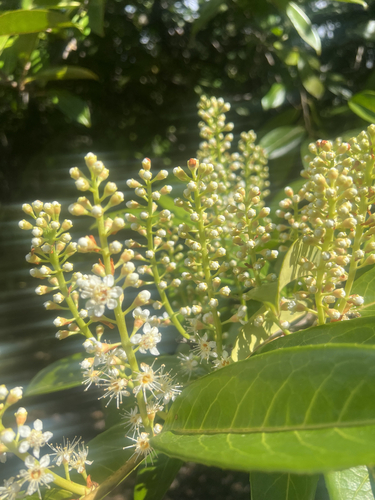 Cherry laurel