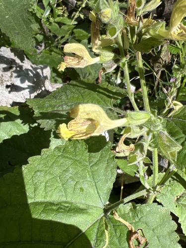 Sticky Sage