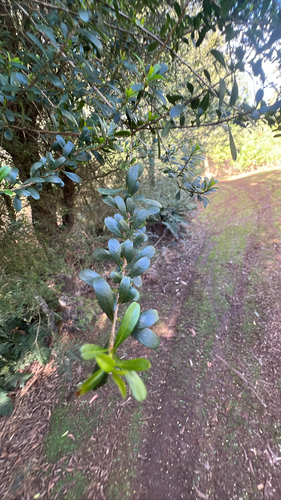 Australian Blackthorn