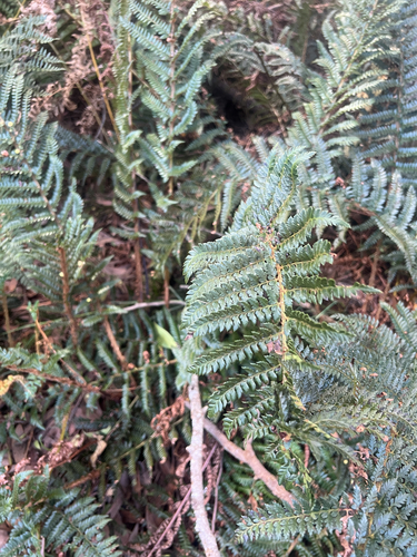 mother shield-fern