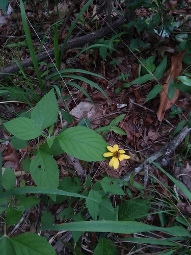 Image of Heliopsis gracilis by (c) Will McFarland, some rights reserved (CC BY)