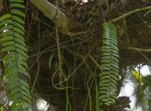Nephrolepis acutifolia observed 2026-09-19