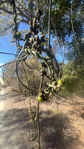 Coarse Dodder-laurel