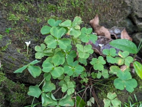 Oxalis debilis observed 2026-09-20