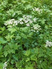 Chaerophyllum hirsutum