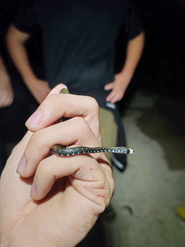 Sabah Keelback