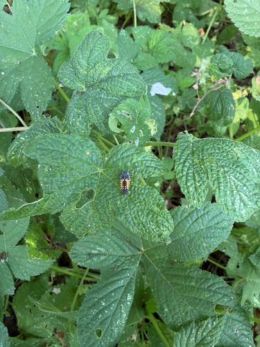 Asian Lady Beetle
