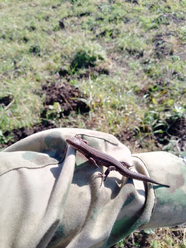 Viviparous Lizard