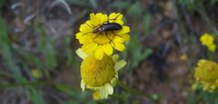 Heliotaurus ruficollis