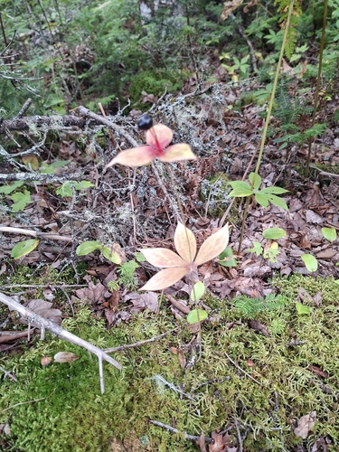 Cucumber Root