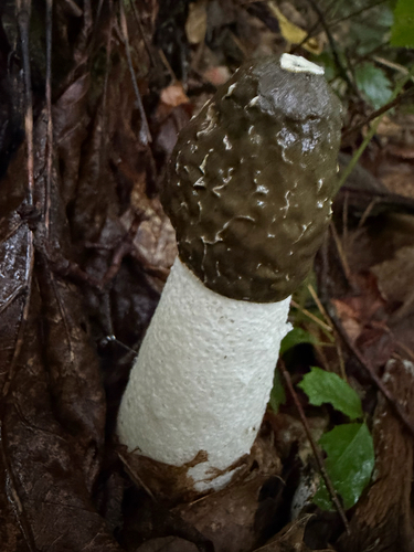 common stinkhorn