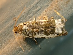 Proteoteras naracana