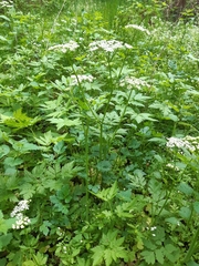Chaerophyllum hirsutum