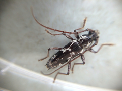 Elaphidion irroratum