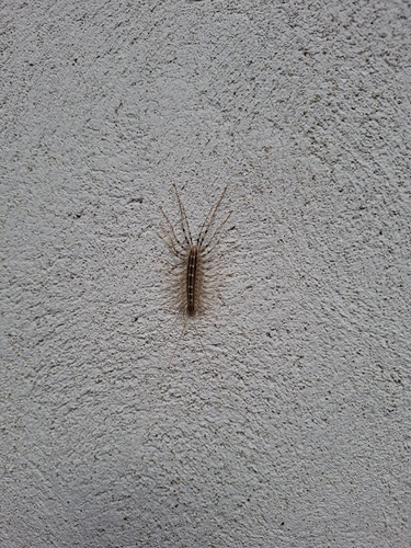 House Centipede