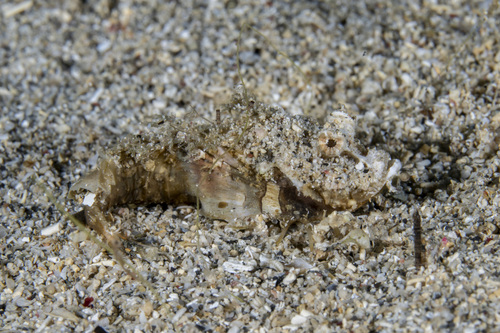 Inimicus didactylus observed 2026-09-05