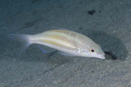 Pentapodus trivittatus observed 2026-09-05