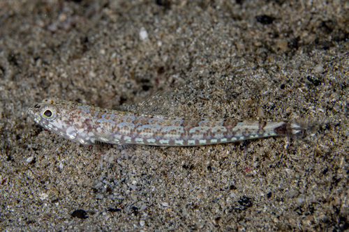 Synodus jaculum observed 2026-09-05