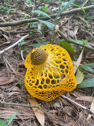 Yellow Gabion Stinkhorn