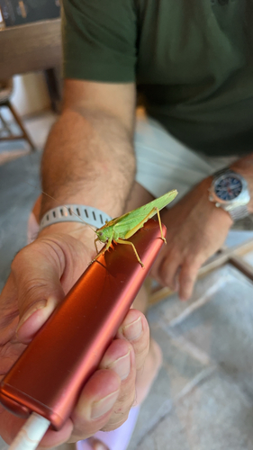 Great Green Bush-cricket