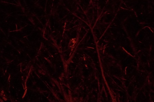 Acrobates pygmaeus observed 2026-09-19