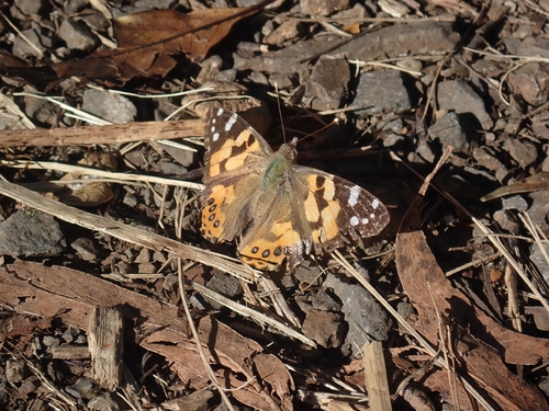 Australian Painted Lady