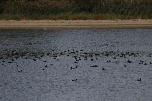 Eurasian Coot
