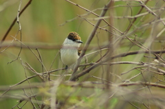 Xenopsaris albinucha