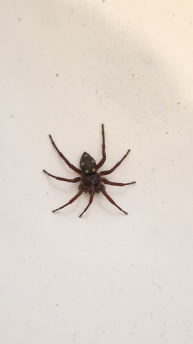 Five-spotted star-web spider