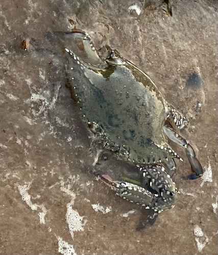 Australian Blue Swimmer Crab