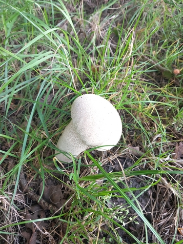 Pestle Puffball