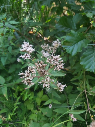 hemp agrimony