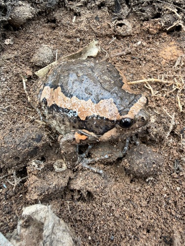 Asian Painted Frog
