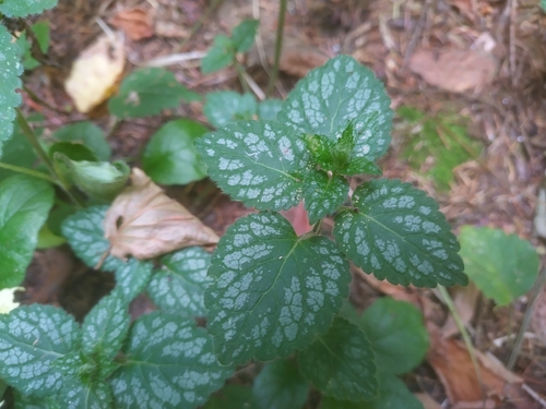 yellow archangel