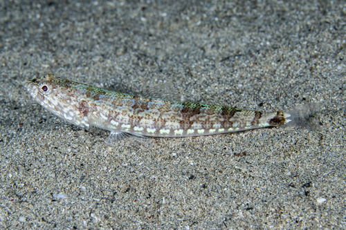 Synodus jaculum observed 2026-09-05