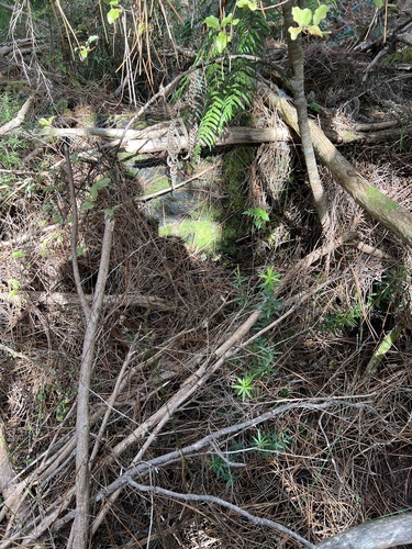 Myrsine australis, photograph 6