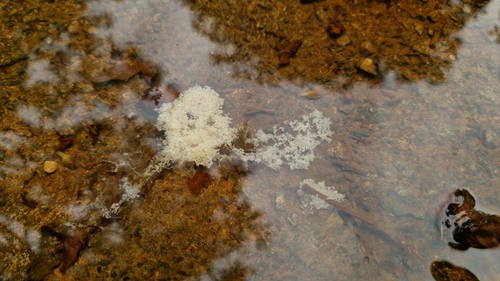 Dog Sick Slime Mould