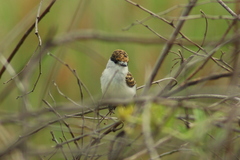 Xenopsaris albinucha