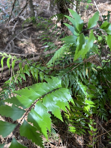 Asplenium polyodon, photograph 2