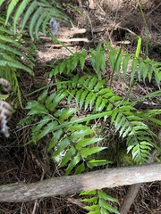 Asplenium polyodon, photograph author not stated, no rights reserved