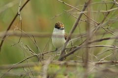 Xenopsaris albinucha