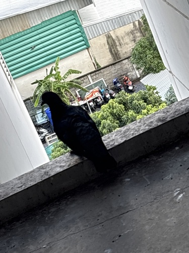 Feral Pigeon