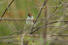 Xenopsaris albinucha