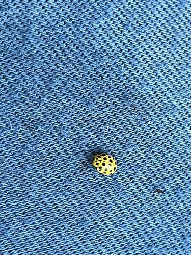 22-spot Ladybird