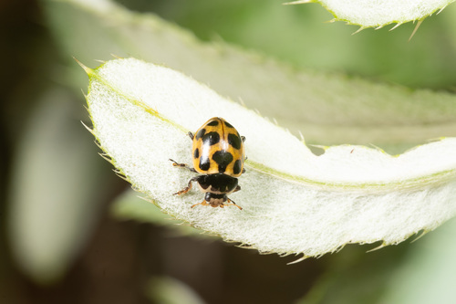 Notated Lady Beetle