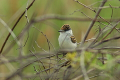 Xenopsaris albinucha