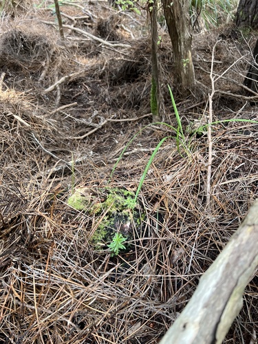 Kunzea robusta